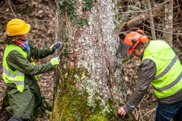 Leaf Removal in Santa Rosa Valley, CA